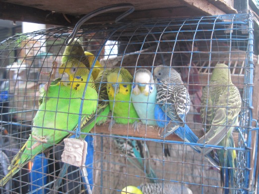 Burung-burung cantik ini dijual di Pasar Kotagede setiap kalender Jawa menunjukkan tanggalan legi.